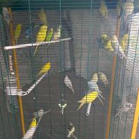 Vend in blocco 31 cocoriti 25 bengalini poi altro