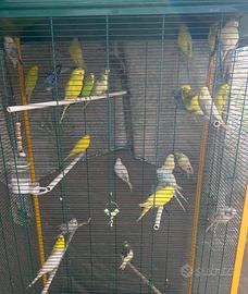 Vend in blocco 31 cocoriti 25 bengalini poi altro