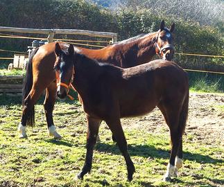 Puledra e Fattrice sella Italiano
