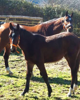 Puledra e Fattrice sella Italiano