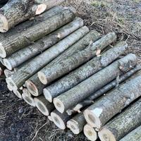 Legna da ardere Pioppo Tagliato a 105cm