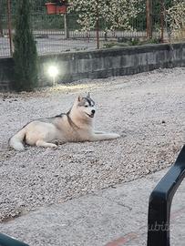 Husky Siberian