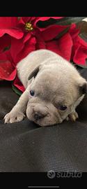 Cuccioli di bulldog francesi blu fown