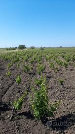 Terreno agricolo con vigneto alberello