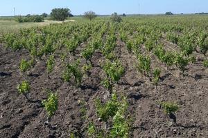 Terreno agricolo con vigneto alberello