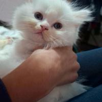 Gattini Ragdoll/persiano