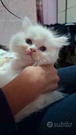 Gattini Ragdoll/persiano