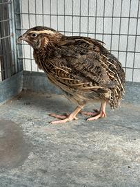 Quaglie