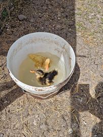 Tacchini, papere e galline