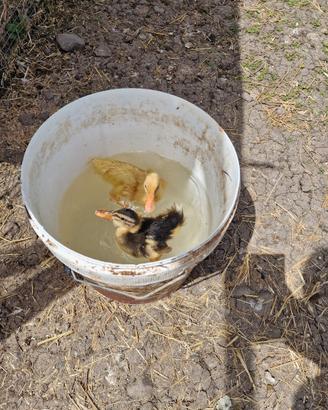 Tacchini, papere e galline