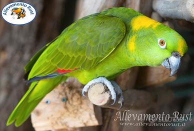 Pappagallo Nuca gialla - Amazzone