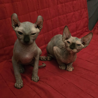 Cuccioli sphynx elf