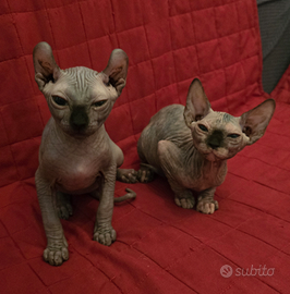 Cuccioli sphynx elf