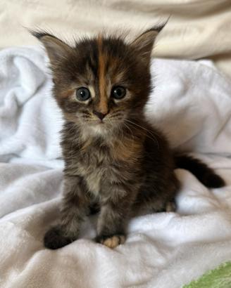 Maine Coon disponibili