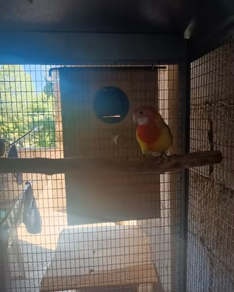 Pappagalli Rosella