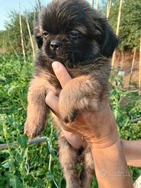 Pechinesi cuccioli