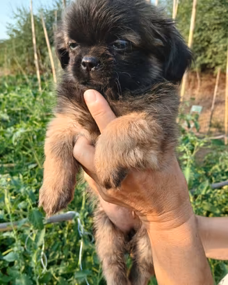 Pechinesi cuccioli