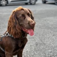 Cocker chocolate per accoppiamento