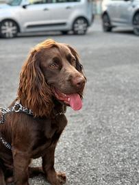 Cocker chocolate per accoppiamento