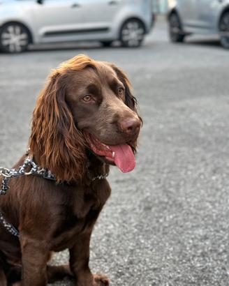 Cocker chocolate per accoppiamento