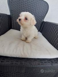 Cuccioli maltesini
