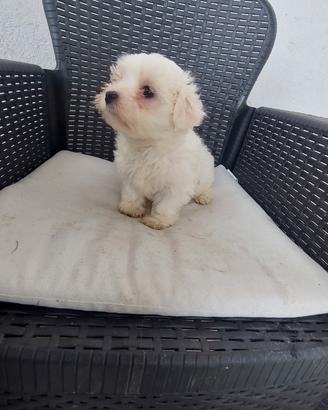 Cuccioli maltesini