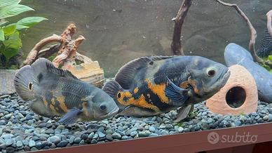 Ciclide Oscar tiger