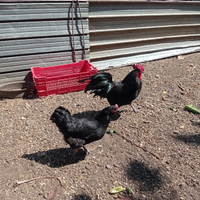 Galline ovaiole livornesi o Australorp