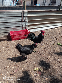 Galline ovaiole livornesi o Australorp