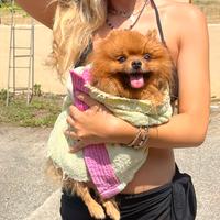 Spitz (volpino) nano di pomerania per monta