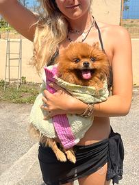 Spitz (volpino) nano di pomerania per monta