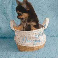 Chihuahua pelo lungo maschietto 3 mesi