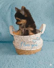 Chihuahua pelo lungo maschietto 3 mesi