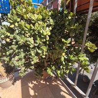 Pianta grassa crassula ovata- pianta di giada