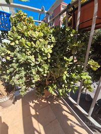 Pianta grassa crassula ovata- pianta di giada
