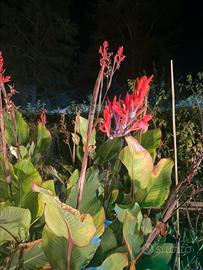 Canna indica