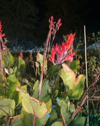 Canna indica