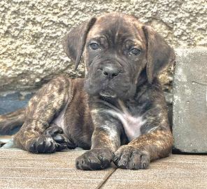 Cuccioli cane corso