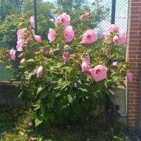 SEMI IBISCO MOSCHEUTOS GIGANTE