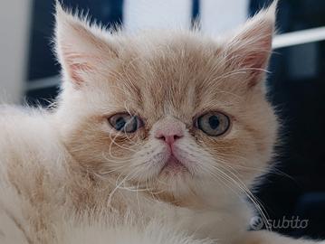 Gattini Exotic shorthair