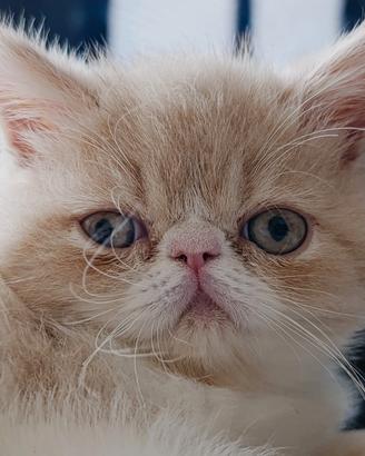 Gattini Exotic shorthair