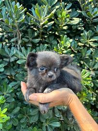 Chihuahua Femm PL