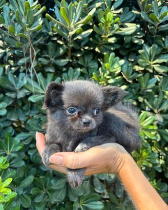 Chihuahua Femm PL