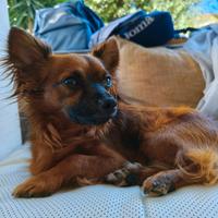 Maschietto pinscher/chiwawa per accoppiamento