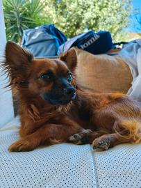 Maschietto pinscher/chiwawa per accoppiamento