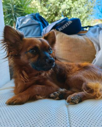 Maschietto pinscher/chiwawa per accoppiamento