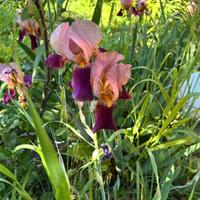 Iris fiore coleri sfumati