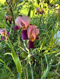 Iris fiore coleri sfumati