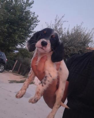 Cucciola Setter Inglese Tricolore