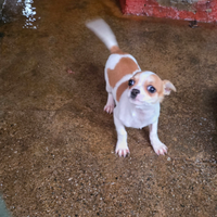Cagnolina femmina